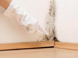 Cheviot, OH Mold Remediation Company